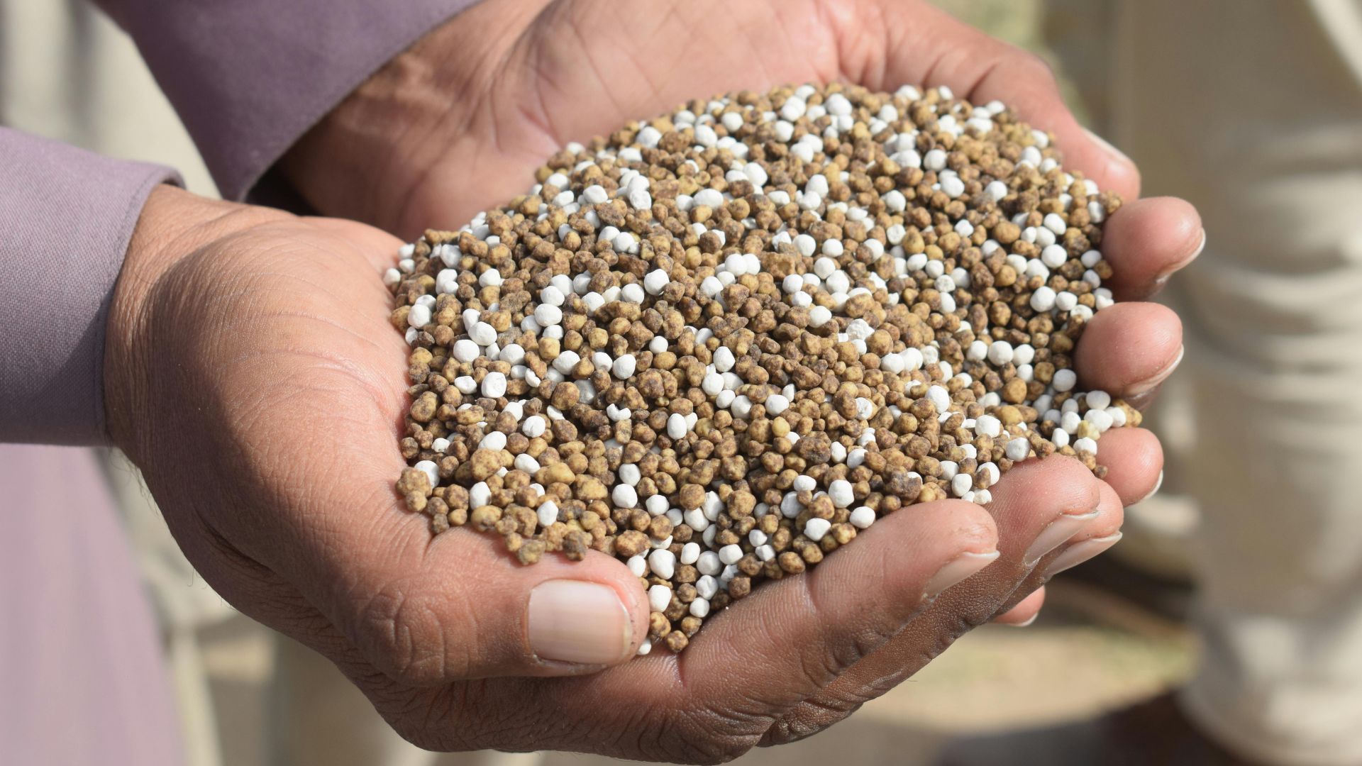 Dicas de Adubos Naturais Feitos com Restos de Alimentos para Suas Begônias